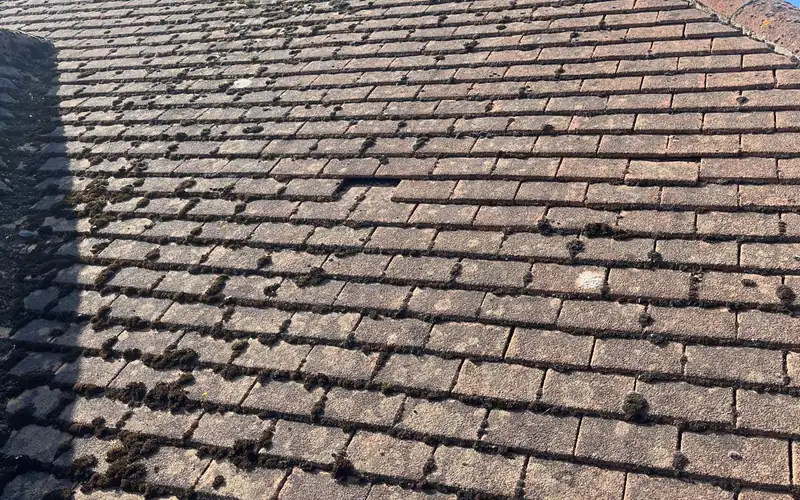 Moss along the laps of a plain tile roof, as found